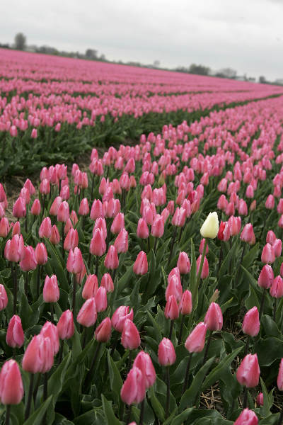 \"Kloosterzande, 15-04-2005
Roze tulpen veld
foto: Gerard Verschooten ? FC\"