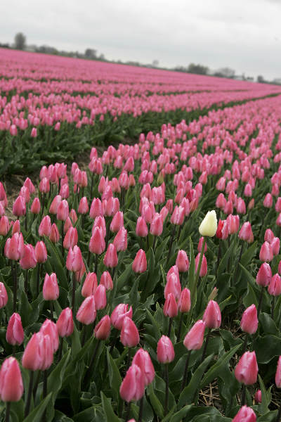 \"Kloosterzande, 15-04-2005
Roze tulpen veld
foto: Gerard Verschooten ? FC\"