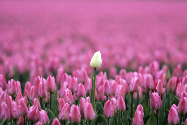 \"Kloosterzande, 15-04-2005
Roze tulpen veld
foto: Gerard Verschooten ? FC\"