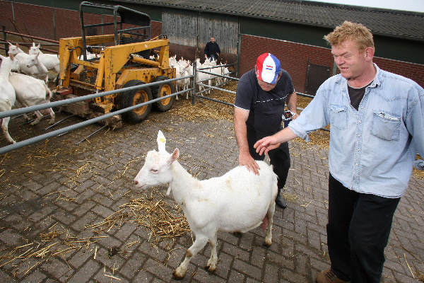 \"Geitenboerderij de Horst, Geiten\"