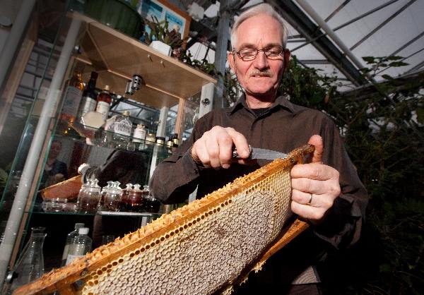 \"imker Marcel Halmans tijdens het winnen van propolis, imkerij Immenhof Rijksweg 224\"