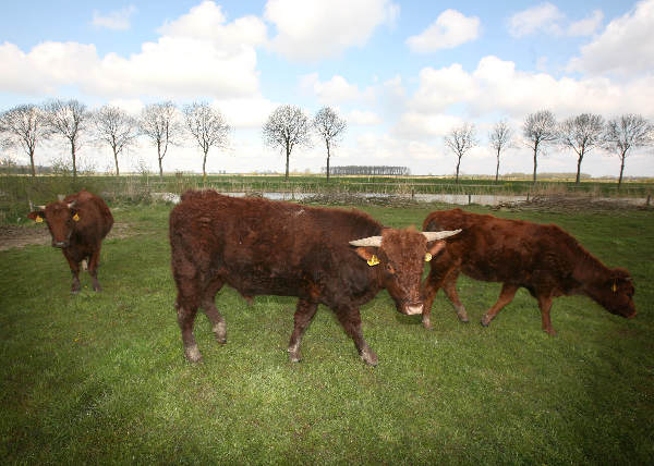 \"rode koeien voor in ooijpolder\"