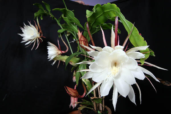 \"De Indische koningin van de nacht, Epiphyllium Oxypetalum Bloem bloeit een nacht per jaar. gisteren dus.De plant bij Patrick Feyen uit de Stenenkruisstraat had 8 knoppen\"