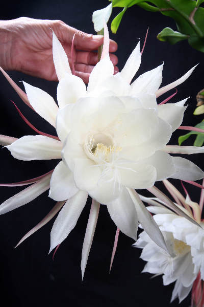 \"De Indische koningin van de nacht, Epiphyllium Oxypetalum Bloem bloeit een nacht per jaar. gisteren dus.De plant bij Patrick Feyen uit de Stenenkruisstraat had 8 knoppen\"
