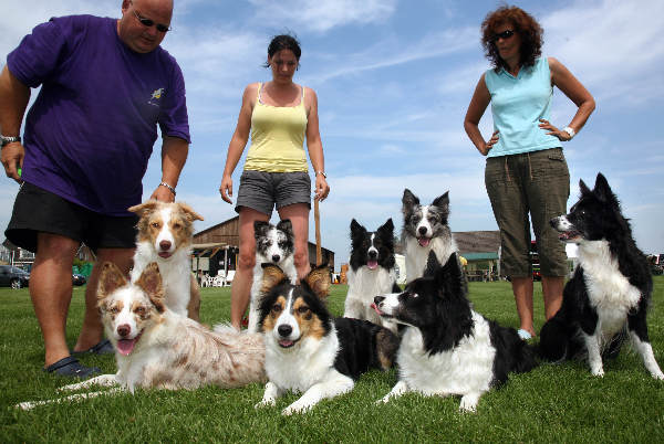 \"Bordercollieclub in Bemmel, Border collie\"