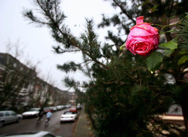 \"Nijmegen, 15-12-2004.
HET WORDT EENS WEER LENTE,
Verdwaasde roos in de Regentessestraat, Nijmegen oost.
15-12-2004\"