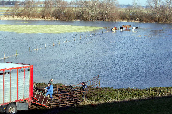 \"Koeien worden verplaatst in de Ooy ivm het stijgende Waalwater
15-01-2004\"