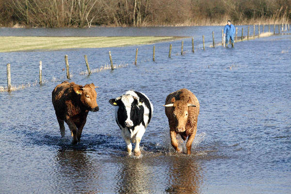 \"Koeien worden verplaatst in de Ooy ivm het stijgende Waalwater
15-01-2004\"