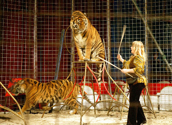 \"Circus in Leuth,  Leeuwen tijgers
28-03-2004\"