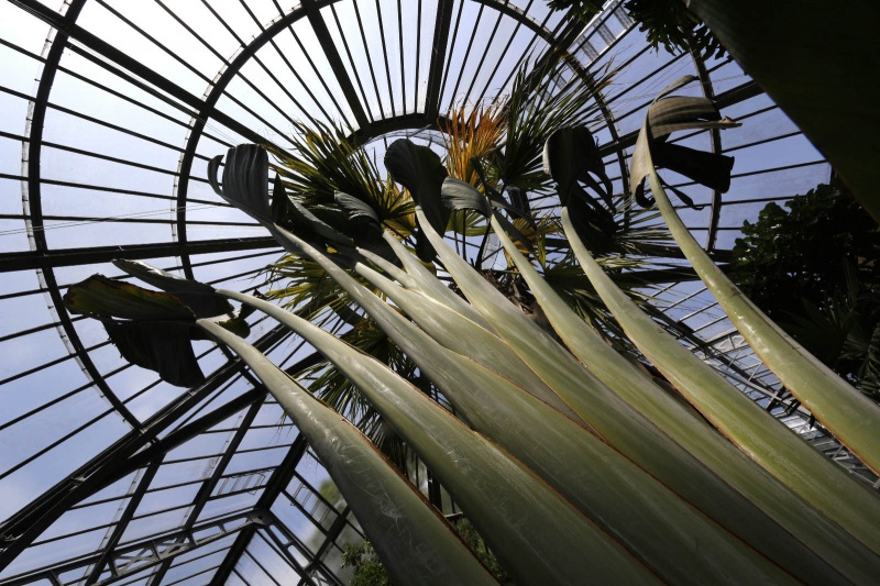 Botanische tuin. Amsterdam, 22-7-2013