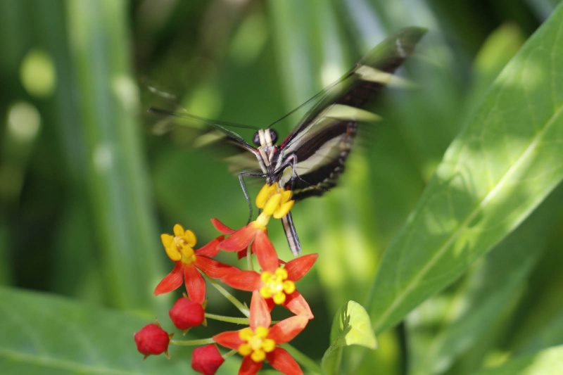 Botanische tuin. Amsterdam, 22-7-2013