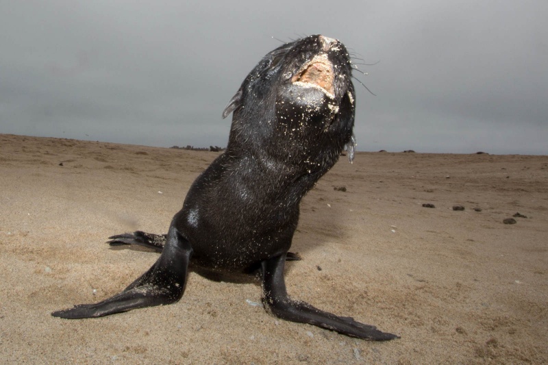 Namibie, Walvisbaai, Luderitsch, Sakopmund Sosusvlei Ai Ais. met Jaxquelinen en Ron, 22-10  04-11-2013