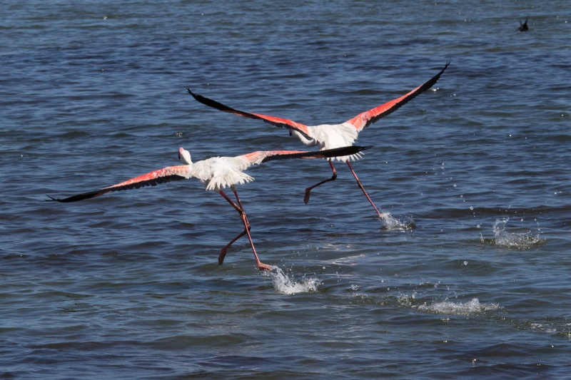 Namibie, Walvisbaai, Luderitsch, Sakopmund Sosusvlei Ai Ais. met Jaxquelinen en Ron, 22-10  04-11-2013