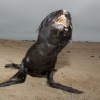 Namibie, Walvisbaai, Luderitsch, Sakopmund Sosusvlei Ai Ais. met Jaxquelinen en Ron, 22-10  04-11-2013