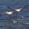 Namibie, Walvisbaai, Luderitsch, Sakopmund Sosusvlei Ai Ais. met Jaxquelinen en Ron, 22-10  04-11-2013