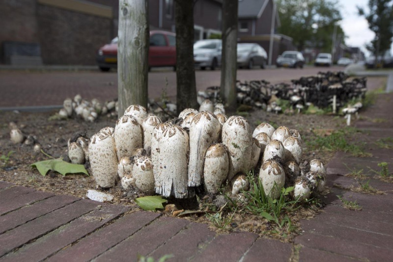 \"Nijmegen, 24-6-2012 . Padestoelen midden in de zomer op de boomspiegel op de hoek Groenestraat / Brederostraat.\"
