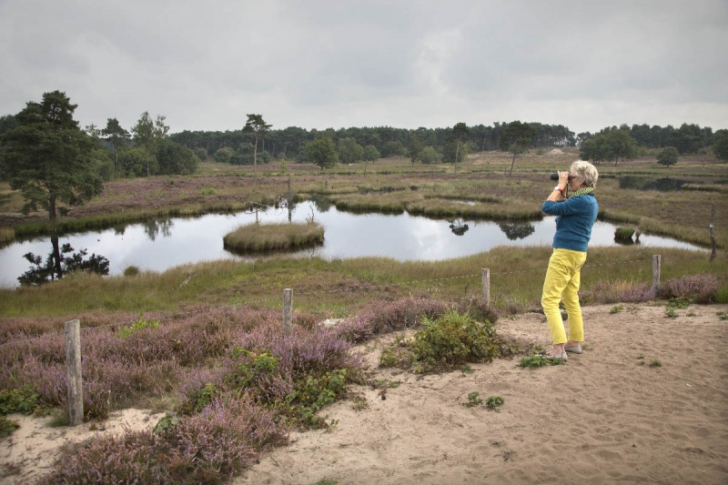 \"Overasselt, 3-9-2012 . Bomenkap Vennen. Staatsbosbeheer  rondleiding door de Hatertse en Overasseltse vennen.\"