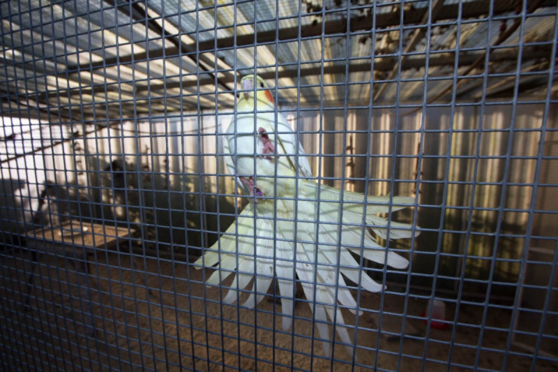 \"Ook in lent is dierenparkje bezocht door vogeldieven...nu zitten er nog maar 3 parkieten in voliere. Plus een vrijwilliger Nijmegen, 10-1-2013 . dgfoto:\"