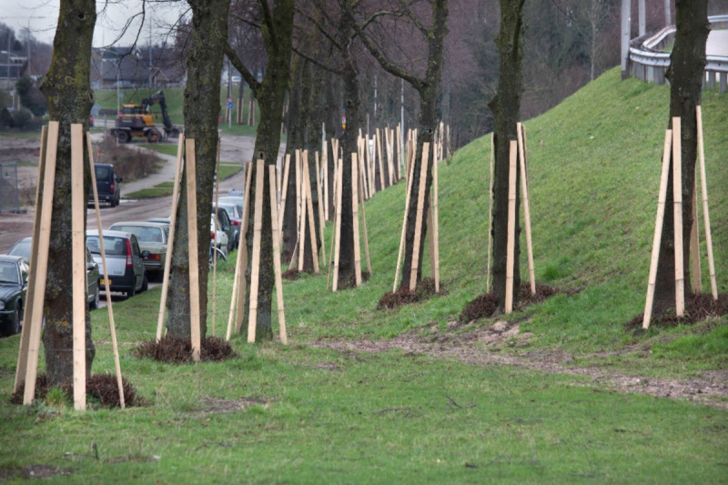 \"Waalsprong, scenes van de Bemmelsedijk en Griftdijk. planken om bomen, cementsilo en kraanwerkzaamheden. Nijmegen, 10-1-2013 . dgfoto.\"