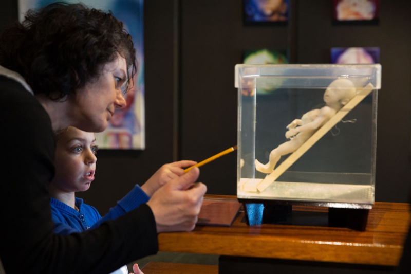 \"Nationaal museumweekeinde,  museum voor anatomie en pathologie. UMC Nijmegen, 6-4-2013 . dgfoto.\"