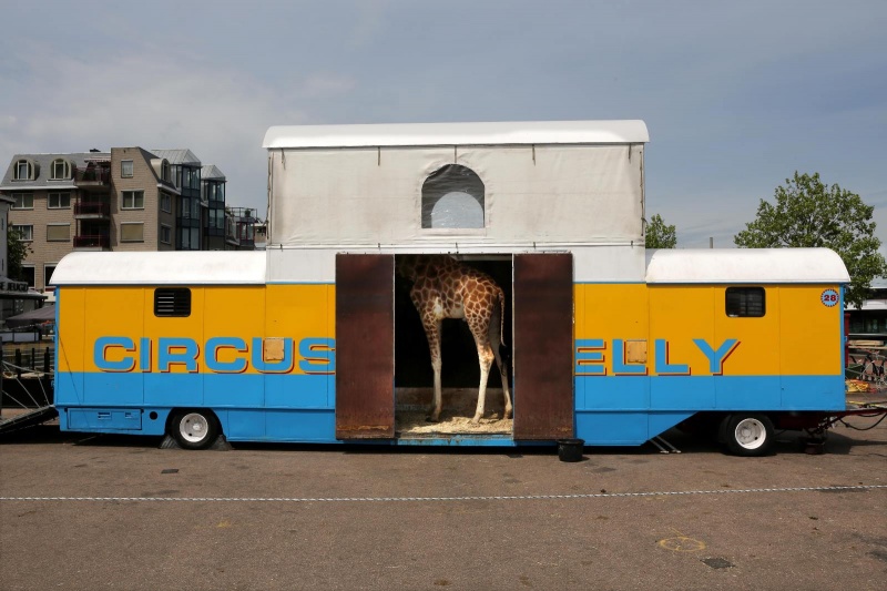Circus op de Waalkade met tijgers, kamelen en kamelen. Nijmegen, 17-6-2013 . dgfoto.