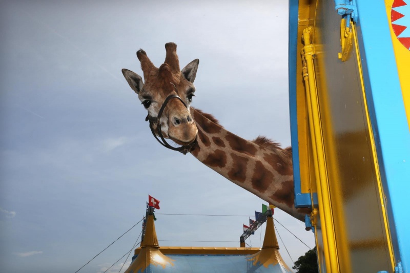 Circus op de Waalkade met tijgers, kamelen en kamelen. Nijmegen, 17-6-2013 . dgfoto.