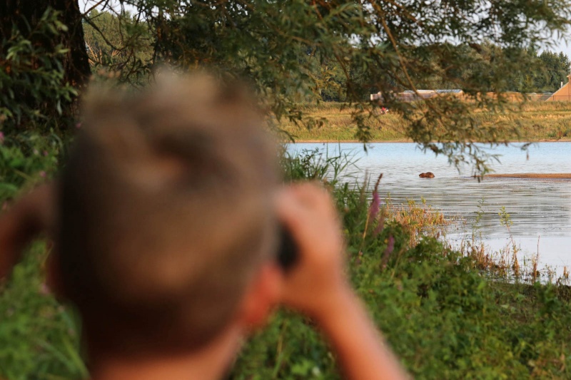 Wandeling met de IVN RijnWaal door de Bemmelerwaard op zoek naar bevers die actief zijn in de uiterwaarden.Bemmel, 6-8-2013 . dgfoto. bever.