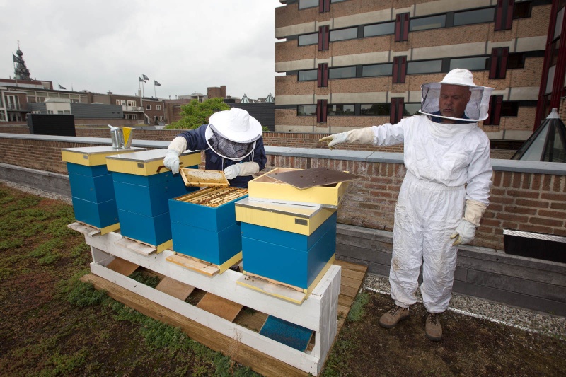 patienten Iriszorg die samen met imker Fred Schattevoet zorgen voor de bijen op dak stadhuis. Nijmegen, 31-7-2013 . dgfoto.