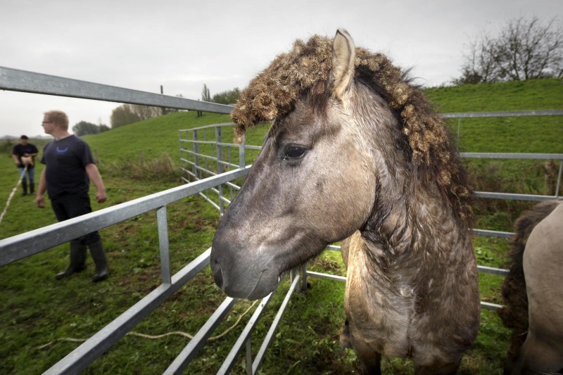 Wildbeheerder Free Nature vangt deze ochtend wilde paarden en runderen in de weilanden van de Bisonbaai ter controle enzo. Ooij, 23-10-2014 . dgfoto.