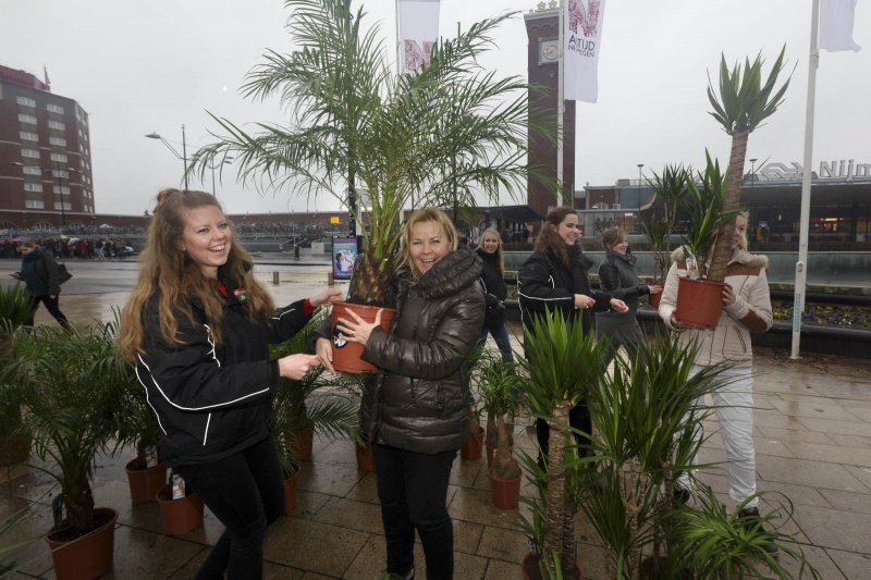 Uitdelen van kamerplanten, vervangen van de kerstboom. Nijmegen, 8-1-2015 . dgfoto.