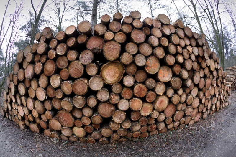 Heumensoord, gekapt hout, houtoogst gekapt hout. Nijmegen, 22-1-2015 . dgfoto.