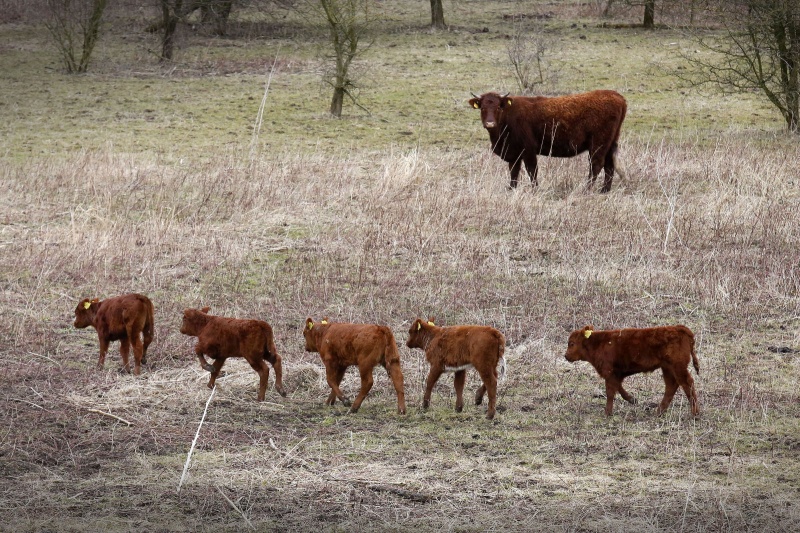 Volgens Free Nature zijn er opvallend veel kalfjes al geboren in de Beuningse uiterwaarden (rode geuzen). Beuningen, 5-3-2015 . dgfoto.