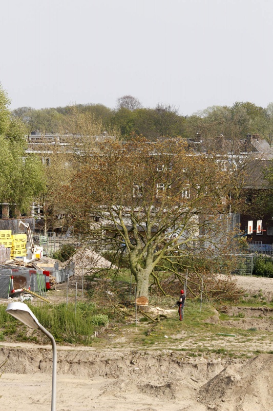 Omzagen boom op Margriet terrein. met politie en Floris. Nijmegen, 24-4-2015 . dgfoto.