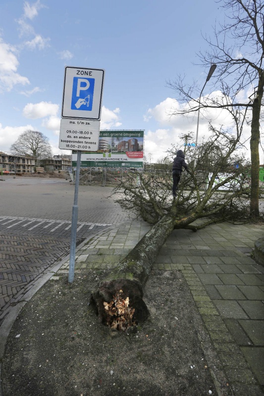 Omgewaaide boom Regentessestraat, Claes Noouduynstraat. Nijmegen, 31-3-2015 . dgfoto.