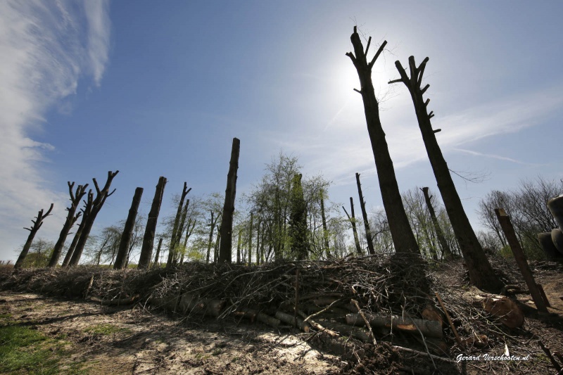 Sprokkelbos achter voormalig pompstation tussen Lent en Bemmel. Wordt kinderspeelbosl Nijmegen, 16-4-2015 . dgfoto.