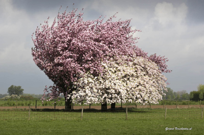 Japanse kers in de Ooij met prachtige bloesem. Nijmegen, 30-4-2015 . dgfoto.