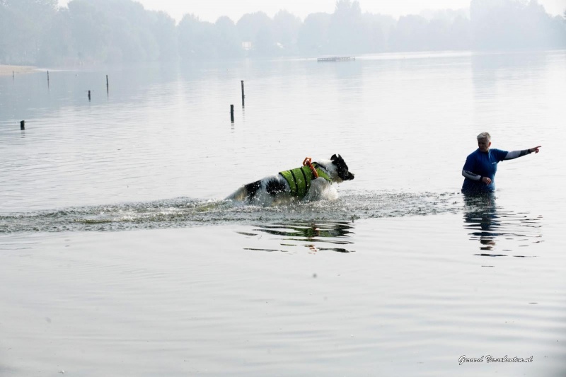 Op het strand Maaslanden (Gouden Ham) wordt het einde van het zwemseizoen gevierd met een Dog's Fair. Appeltern, 4-10-2015 . dgfoto.