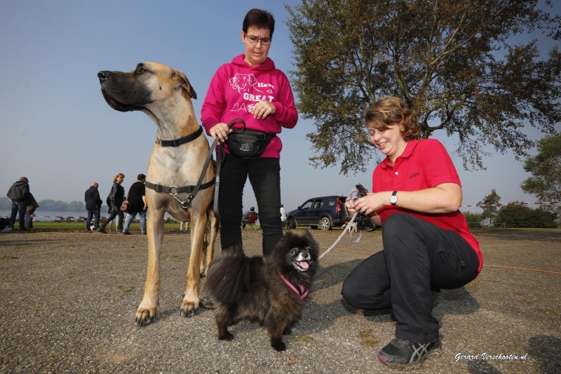 Op het strand Maaslanden (Gouden Ham) wordt het einde van het zwemseizoen gevierd met een Dog's Fair. Appeltern, 4-10-2015 . dgfoto.