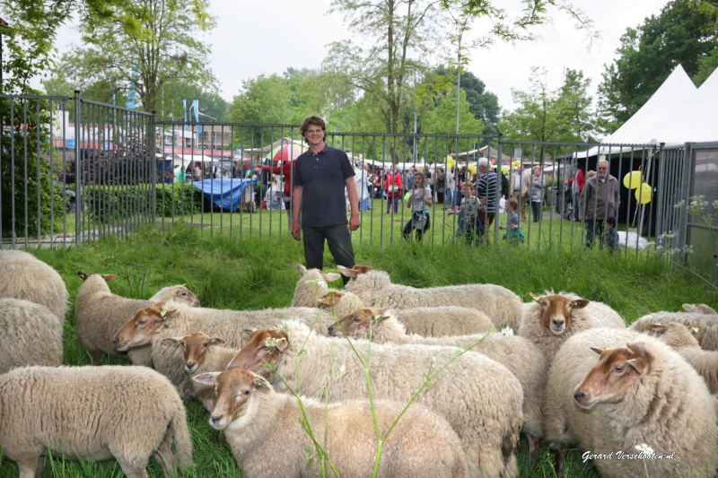 Dit is Dukenburg, markt in Meyhorst met schaapherder Wouter Bos, Jacqueline van der Boom, fotografe en Peter Schaap, organisator. Nijmegen, 22-5-2016 .