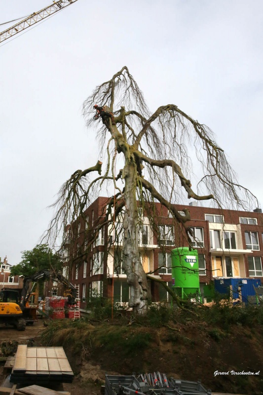 Monumentale treurbeuk bij Parc Margriet redde het toch niet en is omgezaagd. Nijmegen, 17-9-2016 .