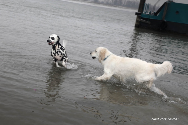 Jaarlijkse nieuwjaarsduik voor honden in Millingen, 7-1-2017 .