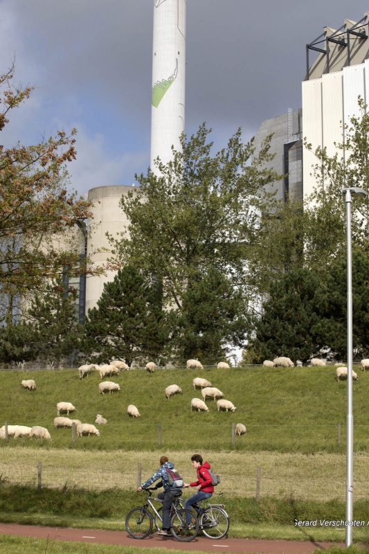 Schapen bij de energiecentrale. Nijmegen, 2-10-2017 .