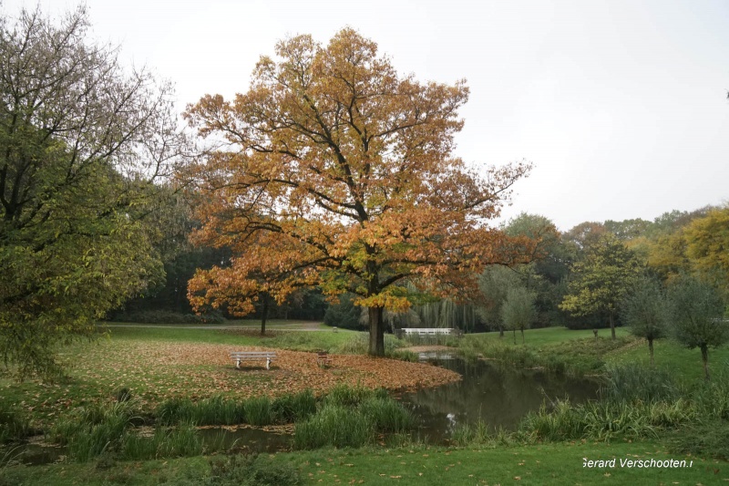 Herfst in het Goffertpark. Nijmegen, 20-10-2017 .