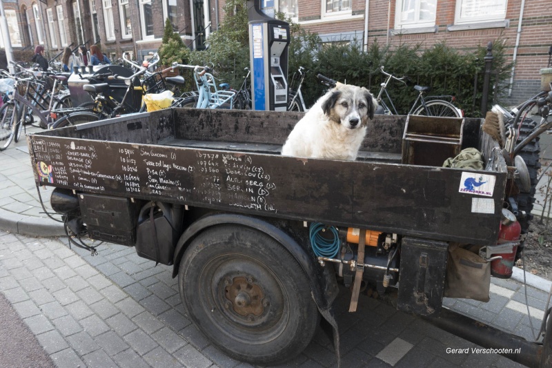 plufabriek, guardian dog, hond op fietskar. Nijmegen, 24-4-2018 .