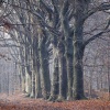 \"Molenhoek, st.Jansberg, boom, bomen, bos\"