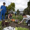 \"Nijmegen, 6-6-2012 . schoolkinderen oogsten sla in schooltuin Helicon\"
