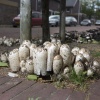 \"Nijmegen, 24-6-2012 . Padestoelen midden in de zomer op de boomspiegel op de hoek Groenestraat / Brederostraat.\"