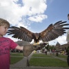 \"Doornenburg, 7-7-2012 . Ridderspektakel,    Middeleeuws spektakel bij kasteel Doornenburg. met konderen en vogels\"