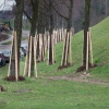 \"Waalsprong, scenes van de Bemmelsedijk en Griftdijk. planken om bomen, cementsilo en kraanwerkzaamheden. Nijmegen, 10-1-2013 . dgfoto.\"