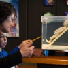 \"Nationaal museumweekeinde,  museum voor anatomie en pathologie. UMC Nijmegen, 6-4-2013 . dgfoto.\"